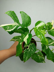 Monstera Minima (Raphidophora Tetrasperma) Thai Constellation