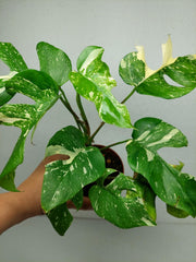 Monstera Minima (Raphidophora Tetrasperma) Thai Constellation