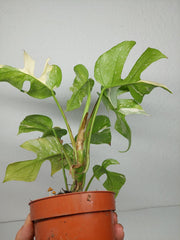 Monstera Minima (Raphidophora Tetrasperma) Thai Constellation