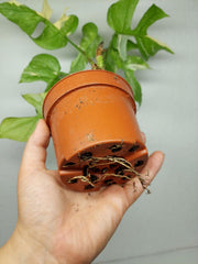 Monstera Minima (Raphidophora Tetrasperma) Thai Constellation