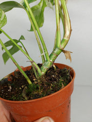 Monstera Minima (Raphidophora Tetrasperma) Thai Constellation