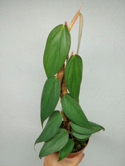 Philodendron Burle Marx Fantasy