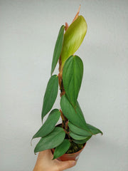 Philodendron Burle Marx Fantasy