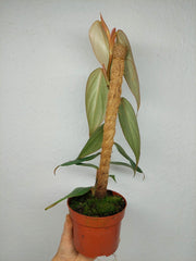 Philodendron Burle Marx Fantasy
