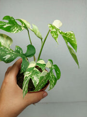 Monstera Minima (Raphidophora Tetrasperma) Thai Constellation