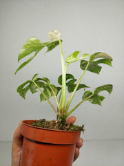 Monstera Minima (Raphidophora Tetrasperma) Thai Constellation