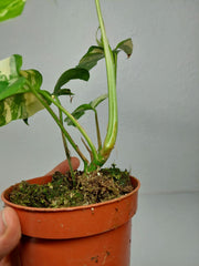 Monstera Minima (Raphidophora Tetrasperma) Thai Constellation