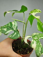 Monstera Minima (Raphidophora Tetrasperma) Thai Constellation