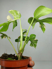 Monstera Minima (Raphidophora Tetrasperma) Thai Constellation