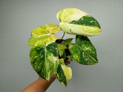 Philodendron Gloriosum Tricolor