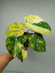 Philodendron Gloriosum Tricolor