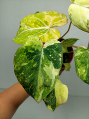 Philodendron Gloriosum Tricolor