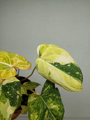 Philodendron Gloriosum Tricolor