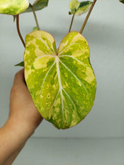 Philodendron Gloriosum Tricolor