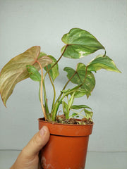 Philodendron Gloriosum Tricolor
