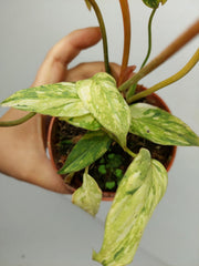 Philodendron Gloriosum Tricolor