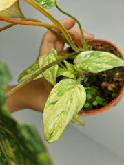 Philodendron Gloriosum Tricolor