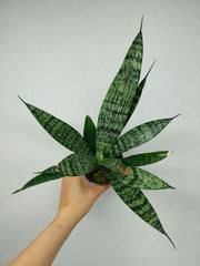 Sanseveria Everest