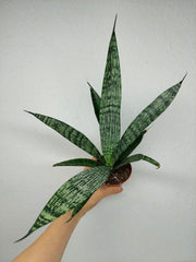 Sanseveria Everest