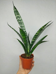 Sanseveria Everest