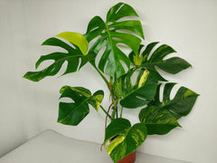 Monstera Aurea