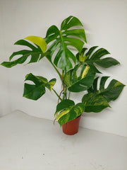 Monstera Aurea
