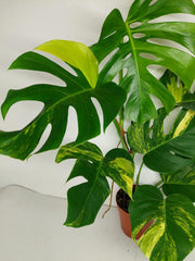 Monstera Aurea