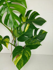 Monstera Aurea