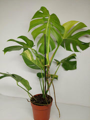 Monstera Aurea