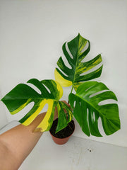 Monstera Aurea