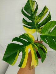 Monstera Aurea