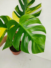 Monstera Aurea