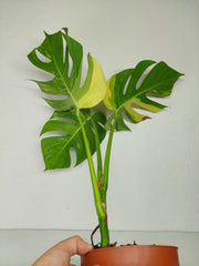 Monstera Aurea