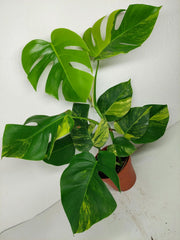 Monstera Aurea