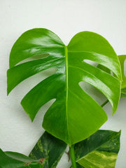 Monstera Aurea