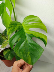Monstera Aurea