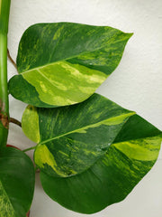 Monstera Aurea