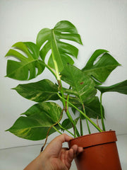 Monstera Aurea