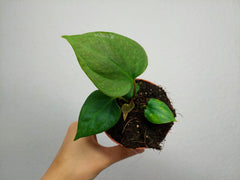 Anthurium Portillae