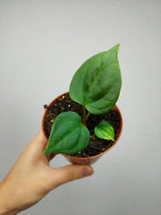 Anthurium Portillae