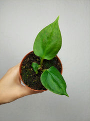 Anthurium Portillae