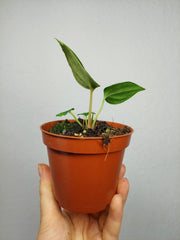 Anthurium Portillae