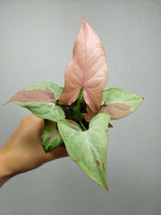 Syngonium Strawberry Milk