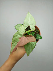 Syngonium Strawberry Milk