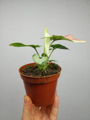 Syngonium Strawberry Milk