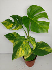 Monstera Aurea