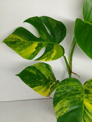 Monstera Aurea
