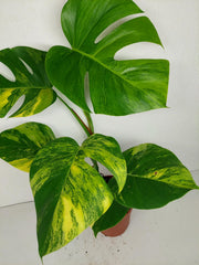 Monstera Aurea