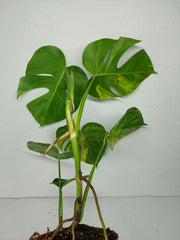 Monstera Aurea