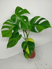 Monstera Aurea